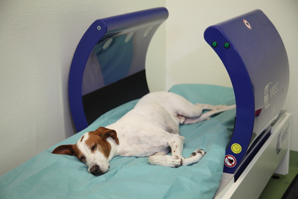 A relaxed patient in the MBST® VET therapy device (MedTec Medizintechnik GmbH).